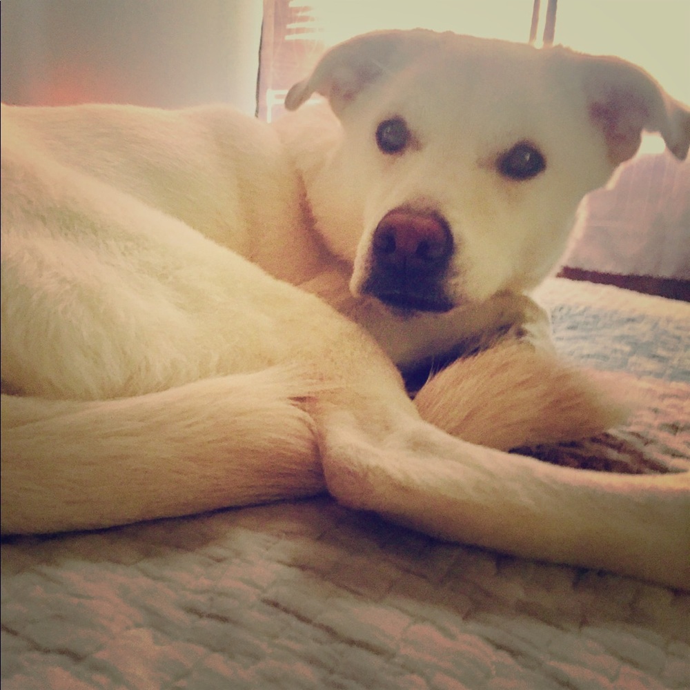 MAKE OFFER!!BUNDLE DISCOUNTS AVAILABLE!dognot4sale